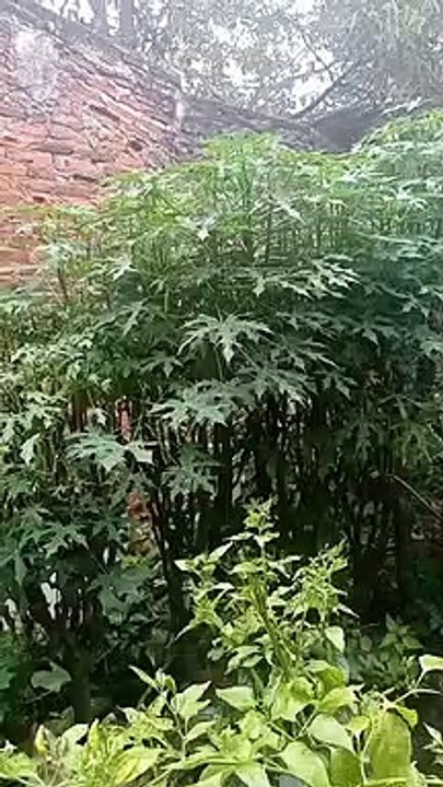 Singkong apa bukan ini ya?