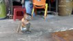 Awesome Donal Crawling To Catch Kitty Cat   Monkey Best Friend With Cat Play So Much Fun