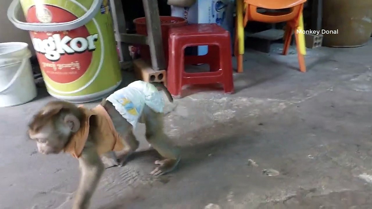 Ohho God!! Donal Was Pushing Knock To The Floor By Kitty Cat Sound Likely Hurtt