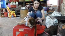 Very Amazing!! Monkey Grill Hug Fish When Mom Busy Clean Vegetable