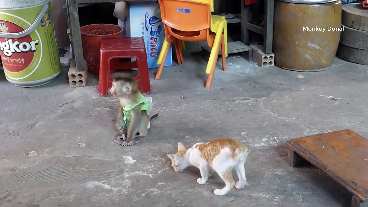 Very Funny!! Monkey Donal Playing With Best Friend Kitty Cat In Bed Very Happy