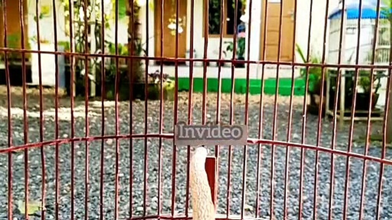 Murai  Batu borneo gacor