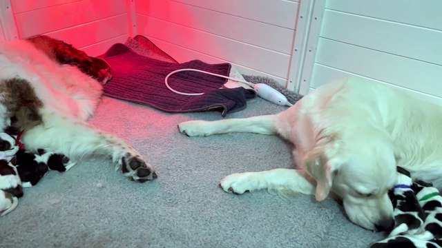 Co-Parenting Mama Dogs Help Raise 12 Pyrenean Pups