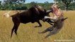 Mother Wildebeest attacks Lion very hard to save her baby , Wild Animals Attack