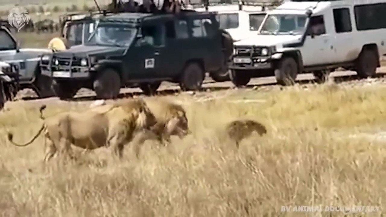 Lion attacks Hyena who wants to steal his food...