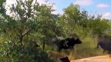 Mother Buffalo attacks Lion very hard to save her baby, Wild Animals Attack