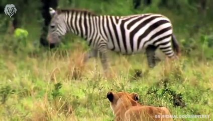 Mama Zebra attacks Lion very hard to save her baby, Wild Animals Attack