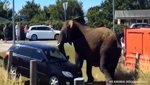 Angry Elephant attacks Lion very hard, Wild Animals Attack