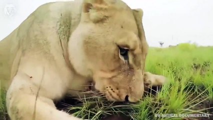 Extreme Battle Porcupine vs Snake, Wild Animals Attack