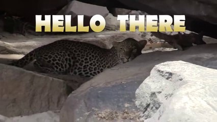 60 Interesting Animal Moments Caught On Camera