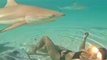 Swimming With Blacktip Sharks and Stingrays