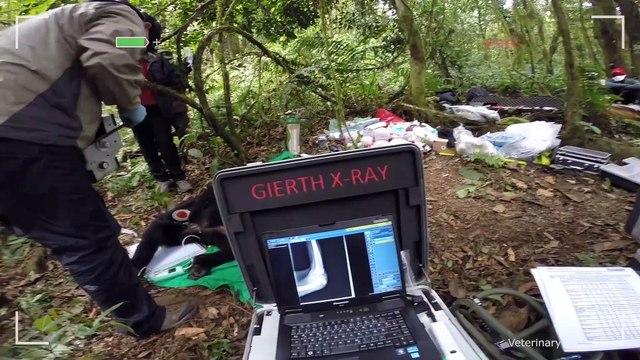 Giving Nature A Voice - Saving the World's Last Mountain Gorillas