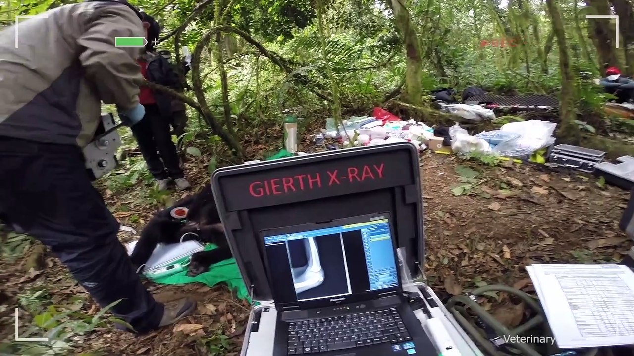 Giving Nature A Voice - Saving the World's Last Mountain Gorillas