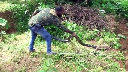 Biggest King Cobra_Top 7 Huge Snake Capture in 2019