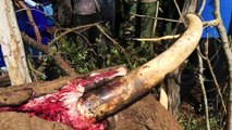 Giving Nature A Voice - The Dangerous Fight Against Elephant Poaching