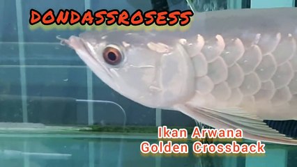 IKAN ARWANA GOLDEN CROSSBACK CANTIK