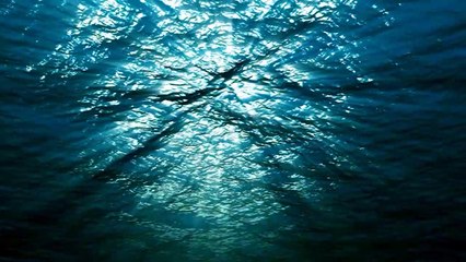 Biggest Deep Sea Creatures Spotted On Google Earth