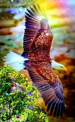 importée par asri wildlife