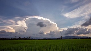 rice field stock footage video
