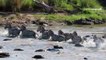 Zebras attacked by crocodiles. Great Migration in Kenya and Tanzania