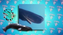 Blue Whale vs Sperm Whale - Battle of The Biggest Whales in The World