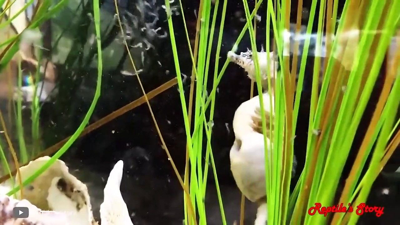 Craziest Ways Sea Creatures Give Birth