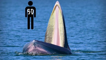 This is What Happens When a Whale Eats