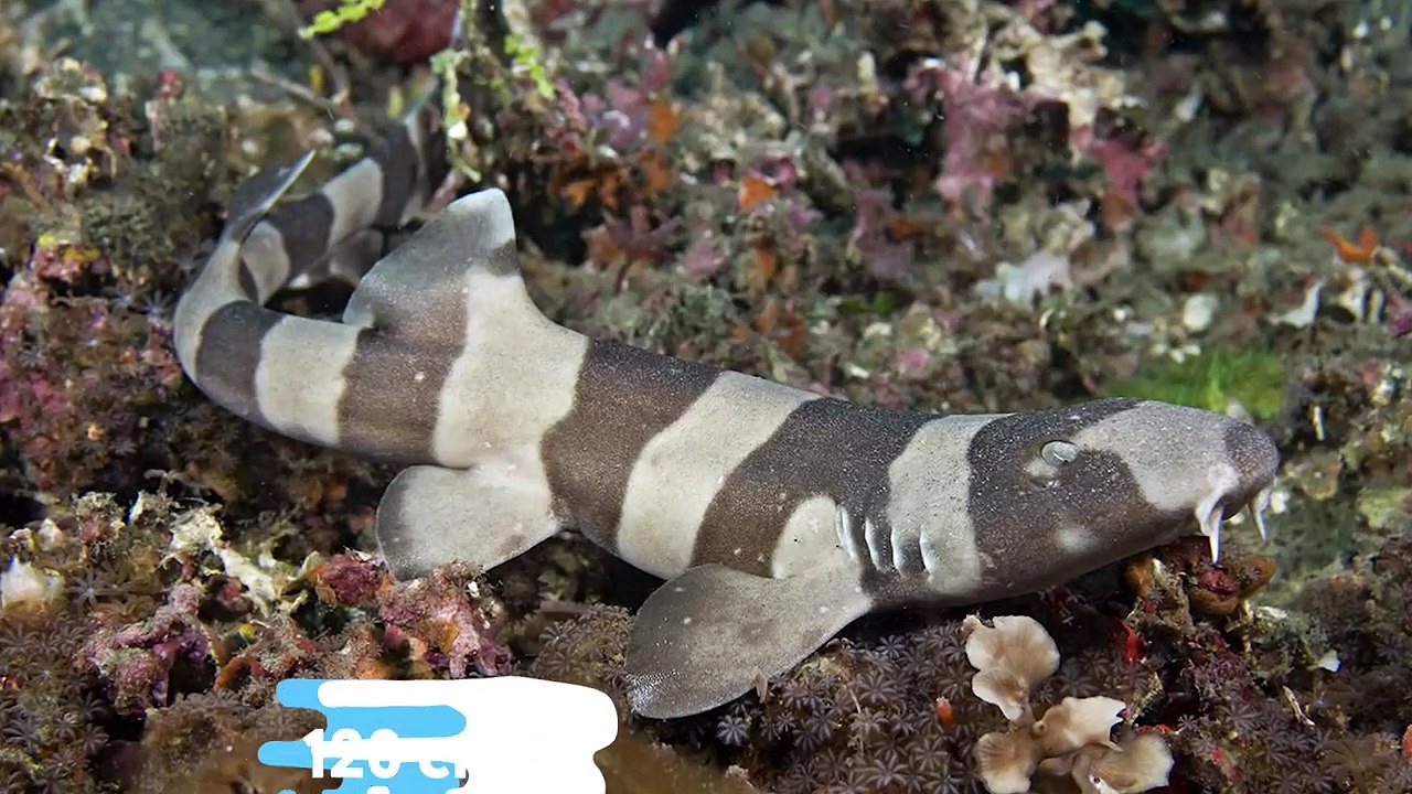 10 Most Rare Shark Species Hidden in The Ocean - video Dailymotion