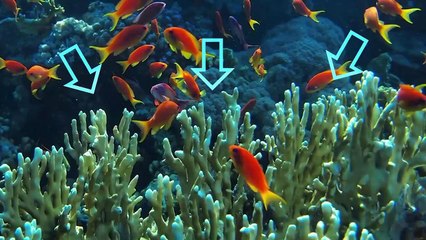 This is The Most Dangerous Creature in Ocean in Action