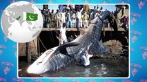 The Biggest Fish in The World Ever Caught on Camera