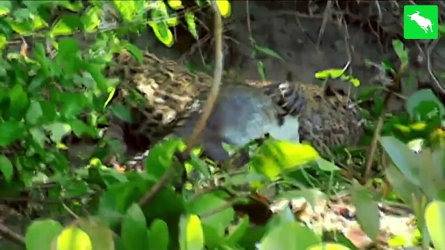 Screams In Pain!! 10 Terrifying Moments When Crocodile Attacks Animals Animal Fights