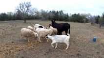 RESCATAMOS A 23 ANIMALES DE UNA GRANJA DONDE HABÍA 285 ANIMALES SIN VIDA | DECOMISO GUARDIA CIVIL