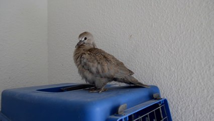 LA HISTORIA DE LA TÓRTOLA RICK | DESDE SU RESCATE HASTA LA LIBERACIÓN | POLLO CAÍDO DEL NIDO