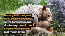 Benarkah Beruang Suka Makan Madu? Begini Penjelasannya