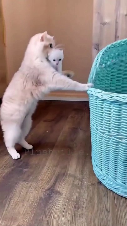 Cat Carry Her Baby #Funny Animal #Funny Video #Kitten #Kids #child #Cat