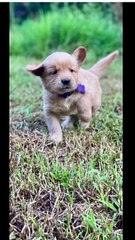 Dog Funny Past #Funny Animal #Funny Video #Kids #child #Dog