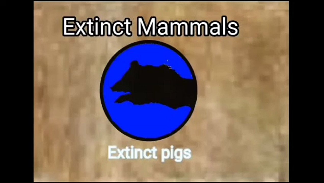 Extinct pigs. Compare it to the size of a human_HIGH