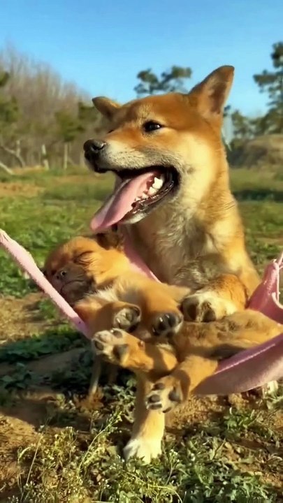 Cute animals