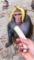 Monkey  short video hasi nahi rukegi