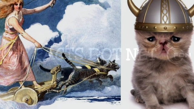 Did You Know? Cats as a Wedding Gift || FACTS || TRIVIA