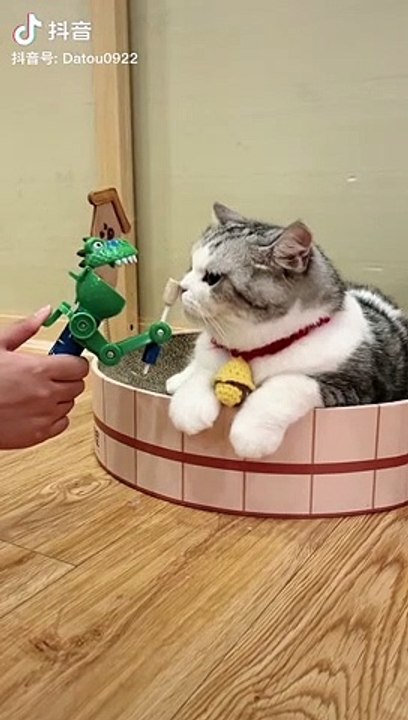 Cat angry reaction #funny #aniaml