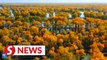 World's largest natural desert poplar forest turns golden in Xinjiang, China