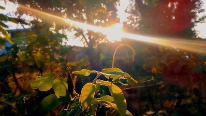 BEAUTIFUL SUNRISE VIDEO - NATURE BACKGROUND VIDEO - CINEMATIC VIDEO