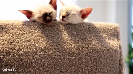 Siamese Kittens Playing - Cute Compilation