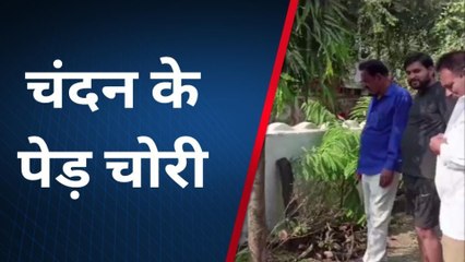 शाजापुर:मकान के बरामदे में लगे चंदन के पेड़ को अज्ञात बदमाश ने किया हाथ साफ