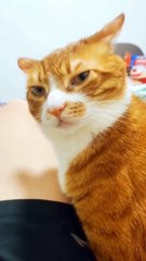 kucing lucu muka menggemaskan