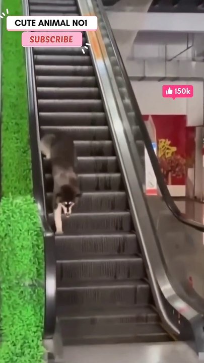funny dog  dog video