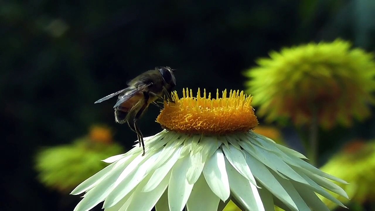 Bee @anjalbihari