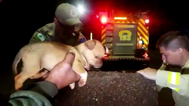 Bombeiros resgatam filhote que caiu no bueiro, no bairro Interlagos
