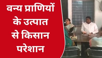 कटंगी: वन्य प्राणी फसलों को कर रहे बर्बाद,किसान परेशान